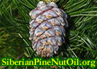 Siberian pine nut oil